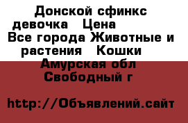 Донской сфинкс девочка › Цена ­ 15 000 - Все города Животные и растения » Кошки   . Амурская обл.,Свободный г.